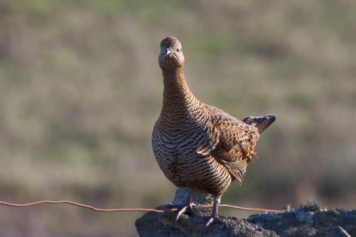 Wild up North: Black Grouse - Co. Durham