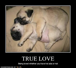 Puppies on Fat Pug Puppies Bmp