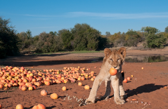 Lion Brain