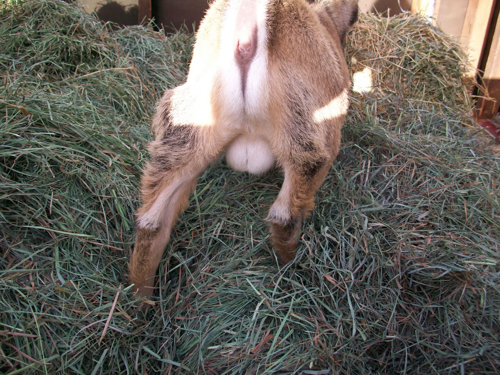 goat diseases