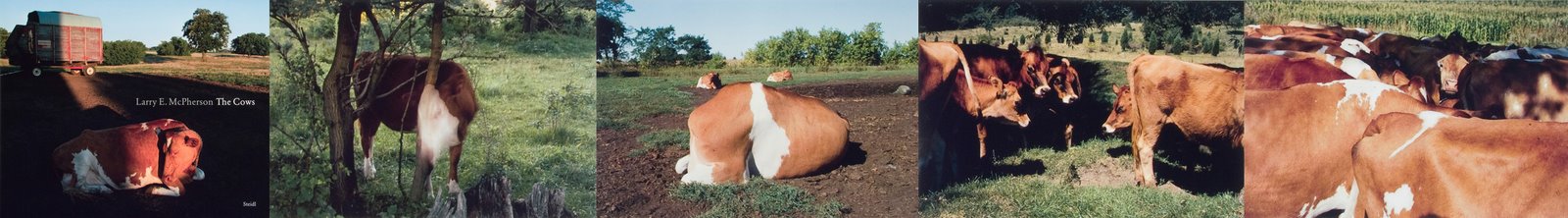 [COWSCOMP.jpg]