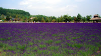 Lavender field at ファーム富田 (Farm Tomita)