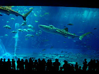 7.9m-long whale sharks at 美ら海水族館 (Churaumi Aquarium)
