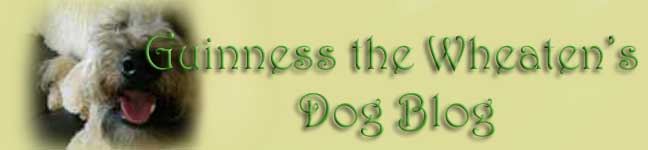 Guinness the Wheaten's Dog Blog