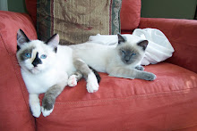 More Cats