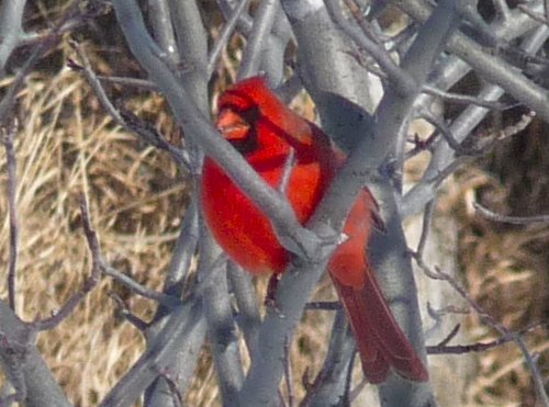 [Cardinal02.jpg]