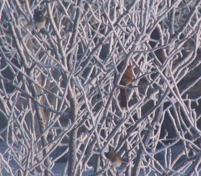 [juncosCardinal.jpg]