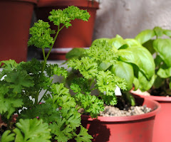 My herb garden