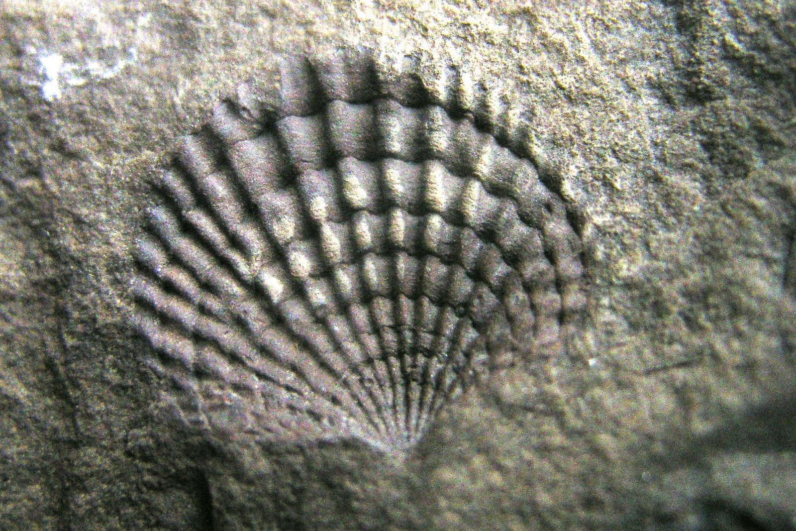 Louisville Fossils and Beyond West Virginia Brachiopods