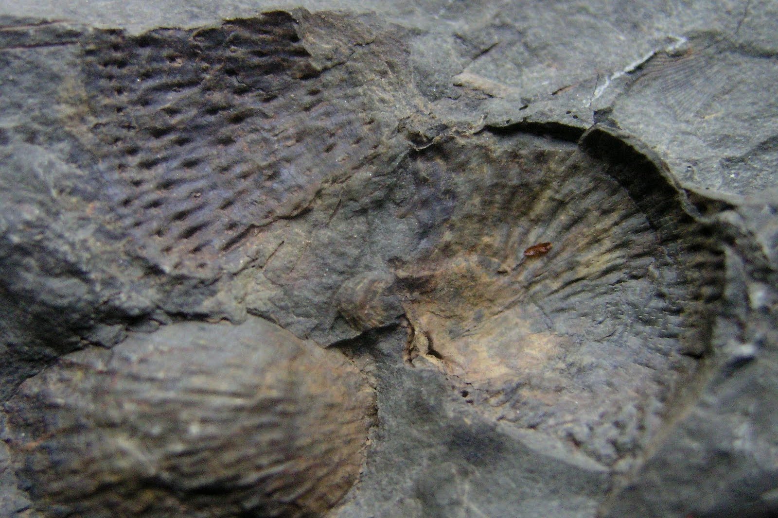 Louisville Fossils and Beyond West Virginia Brachiopods