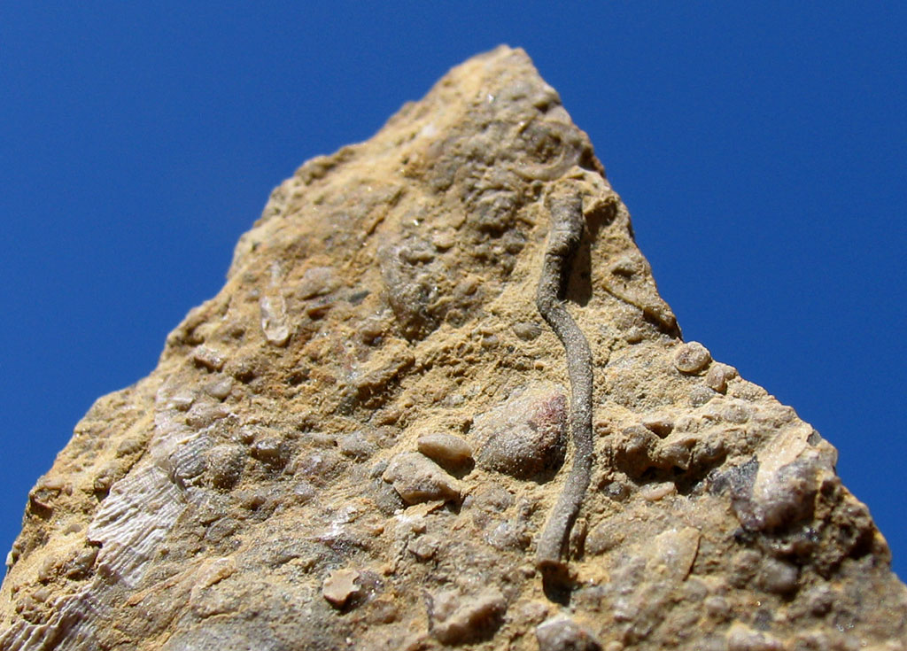 Louisville Fossils and Beyond Unknown Ordovician Tube Fossil