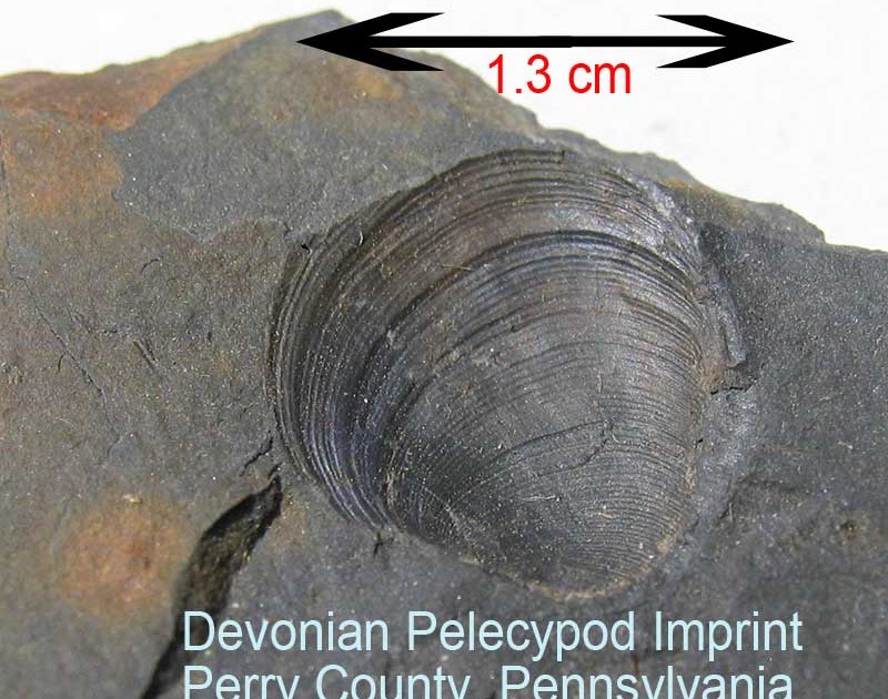 Louisville Fossils and Beyond Devonian Pelecypod from Pennsylvania