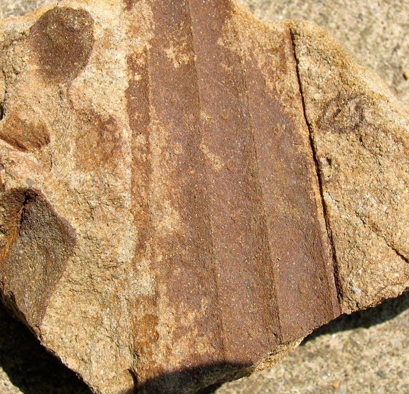 Louisville Fossils and Beyond Unknown Plant Fossil