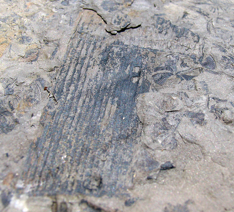 Louisville Fossils and Beyond Hazard Kentucky Plant Fossils