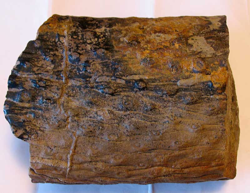 Louisville Fossils and Beyond Stigmaria Fossil