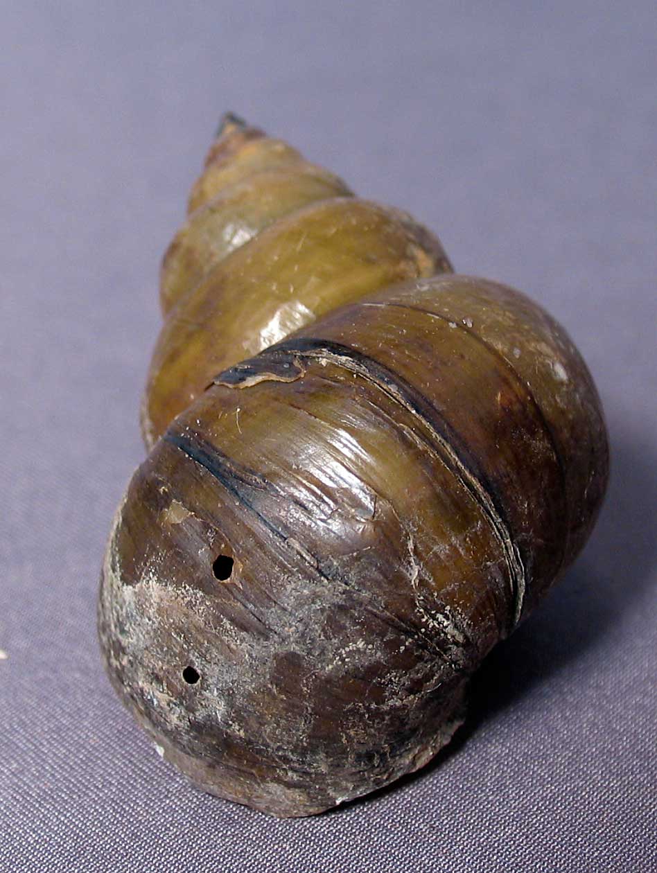 Louisville Fossils and Beyond Cipangopaludina japonica River Snail