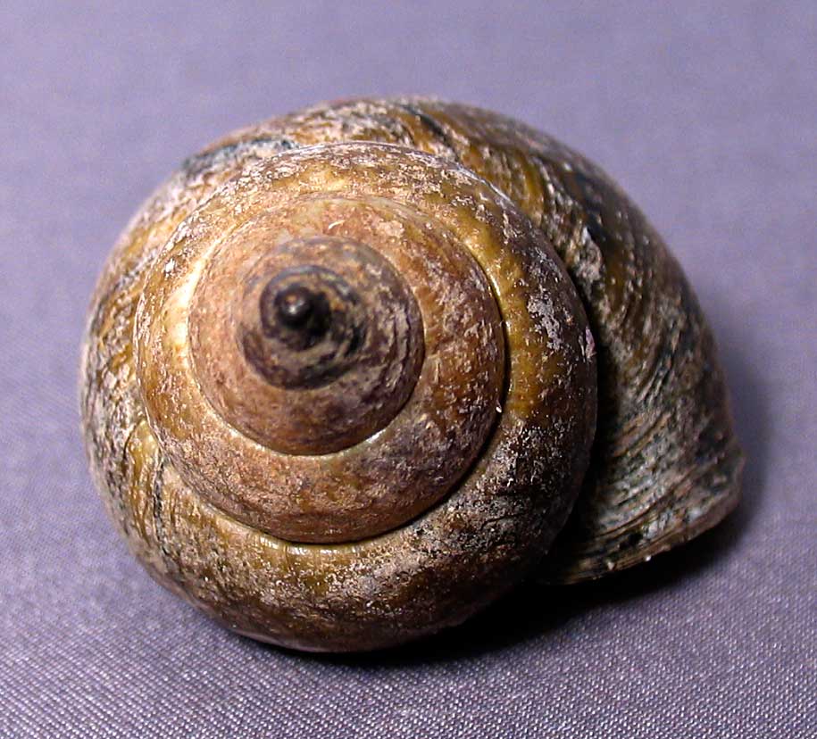 Louisville Fossils and Beyond Cipangopaludina japonica River Snail