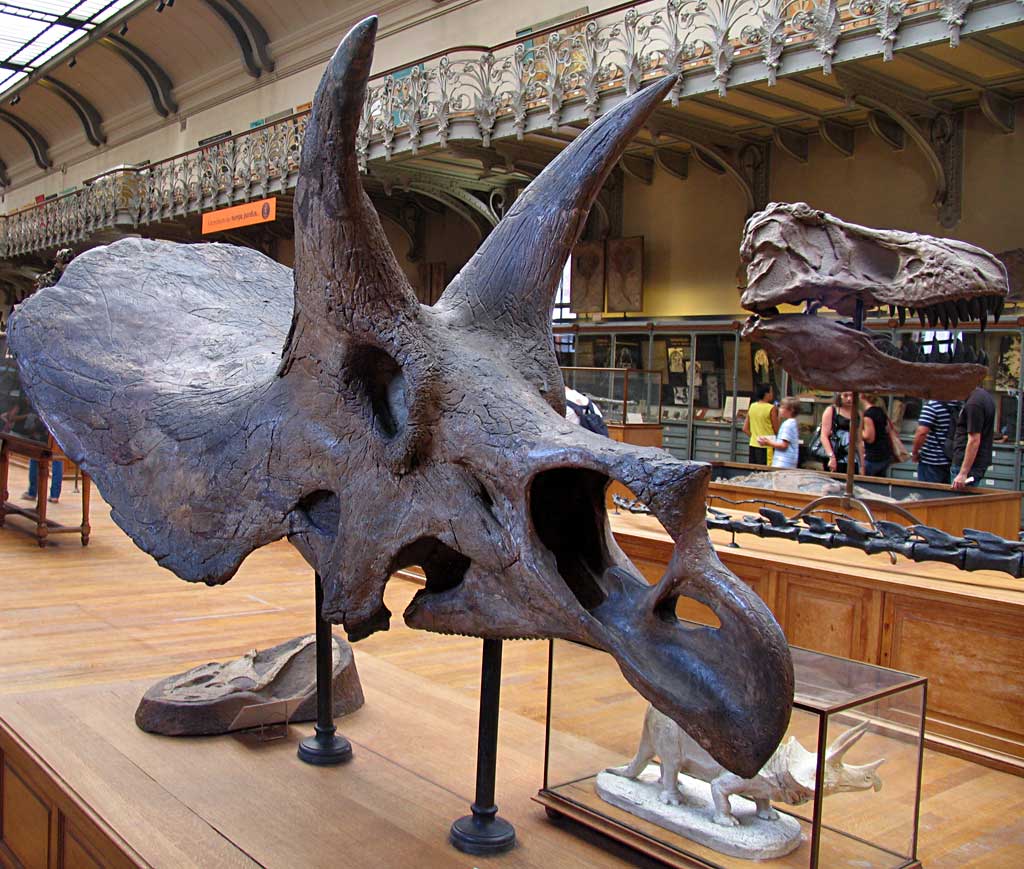 Louisville Fossils and Beyond How to Build a Dinosaur Lecture