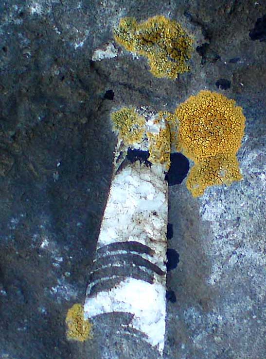 Louisville Fossils and Beyond More Emerald Isle Fossils