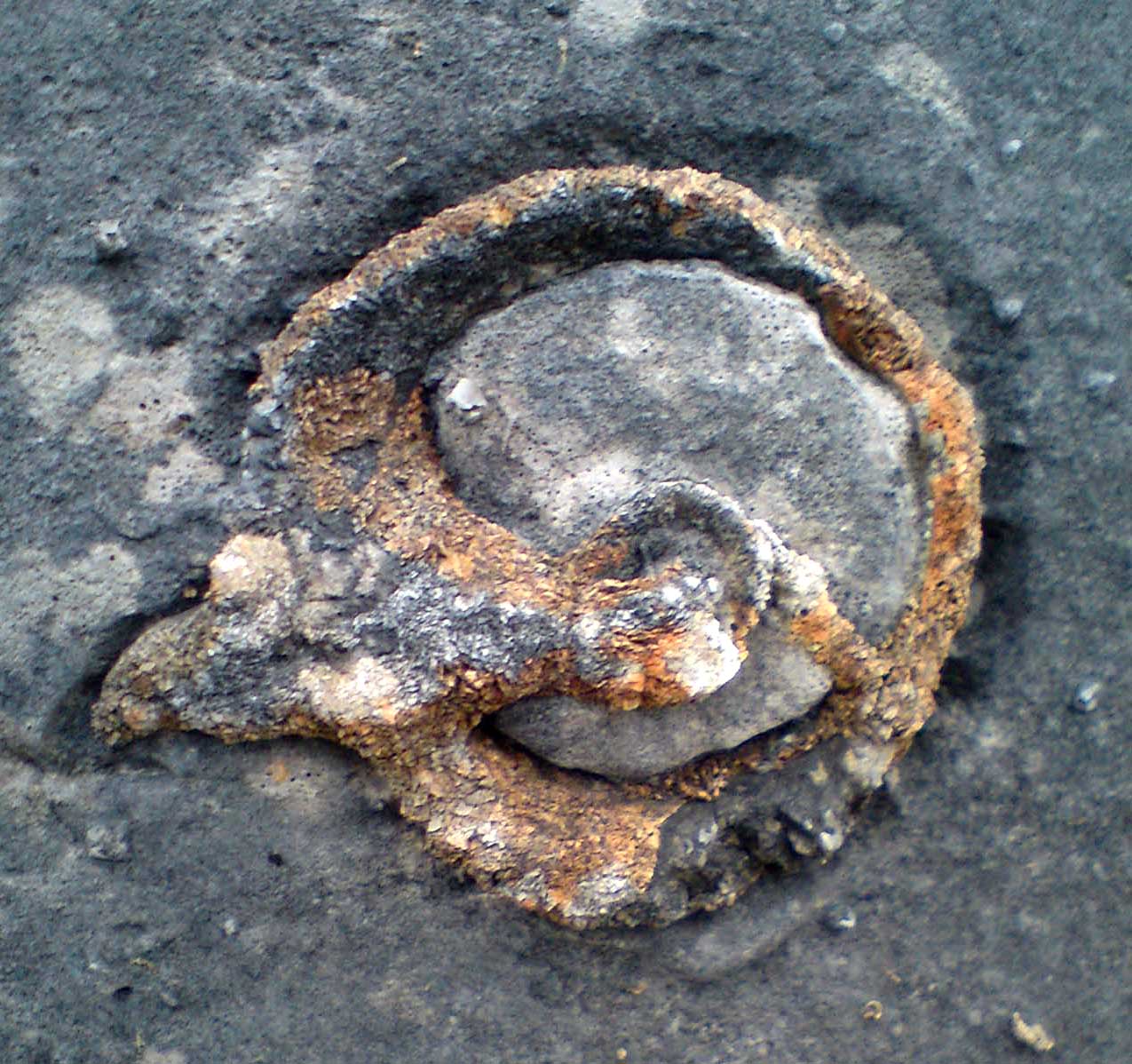 Louisville Fossils and Beyond More Emerald Isle Fossils