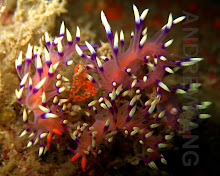 Nudibranch (FLABELLINA)