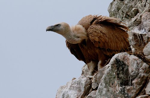 carnívoros de portugal Gyps+fulvus