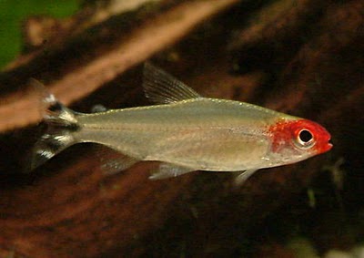 Guía de identificación sexual en peces de acuario.