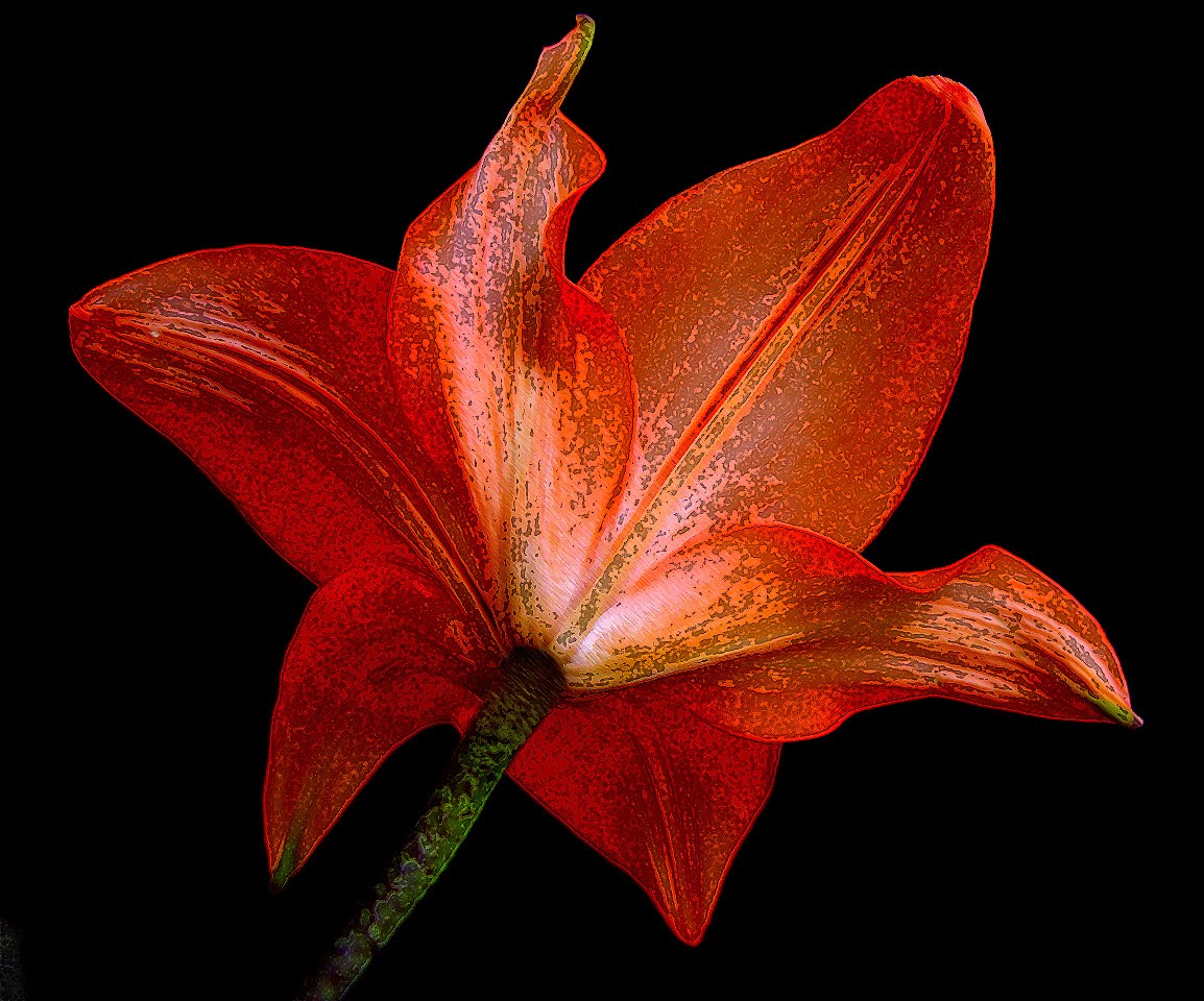 http://4.bp.blogspot.com/_ZJXCGdigNVg/S7jdcl33pwI/AAAAAAAAABI/2YNld0KP9vw/s1600/Gladiola+Naranja+(6).jpg