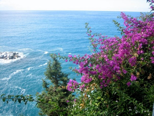 [bouganvilla+and+sea.jpg]