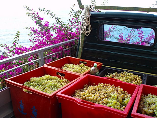 [grape+harvest+truck.JPG]