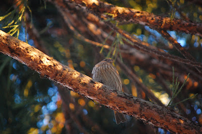 Song Sparrow in Cedar, Strathcona, Vancouver, BC