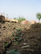 Our Garden in Ouled Mgatel