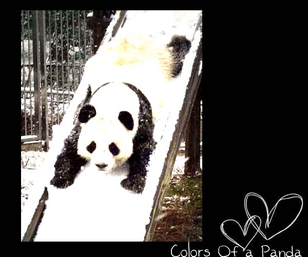 ~Colors Of a Panda