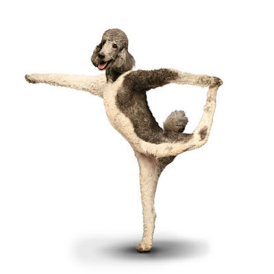 நாய்கள் யோகா செய்யும் வித்தியாசமான புகைப்படங்கள் Yogadogs18+%281%29