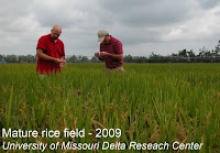 mature rice