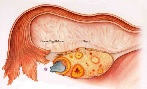 Ovulasi, Persenyawaan Ovum, Pelepasan Telur dalam rahim Ovulasi, Persenyawaan Ovum, Pelepasan Telur dalam rahim, Kesuburan