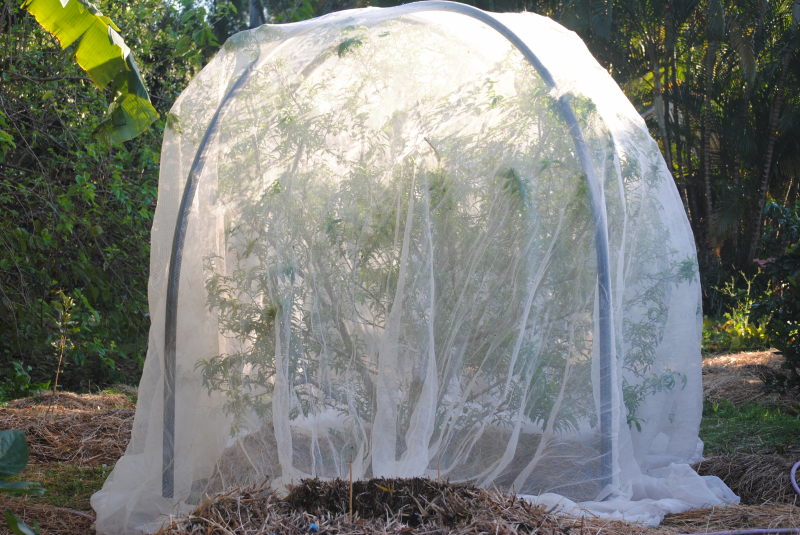 Tom and Anne's Garden Fruit fly netting