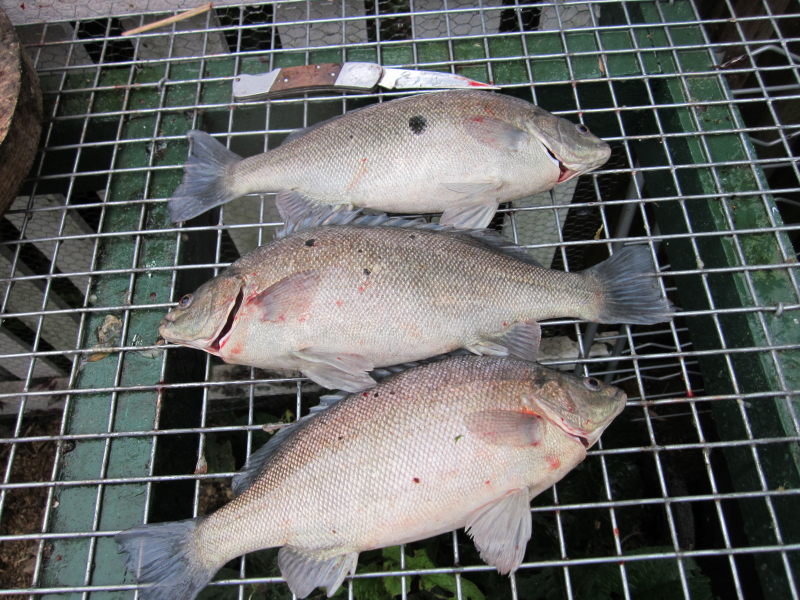 Tom and Anne's Garden Jade Perch for dinner