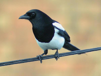Magpie Song