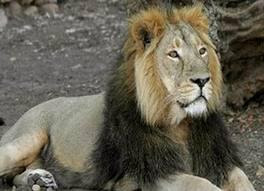 Gir Lion Sanctuary geer lion sanctuary in gujarat