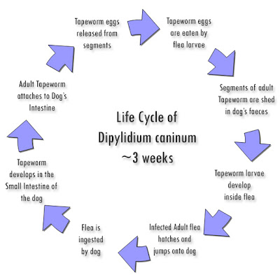 life cycle of tapeworm pdf
