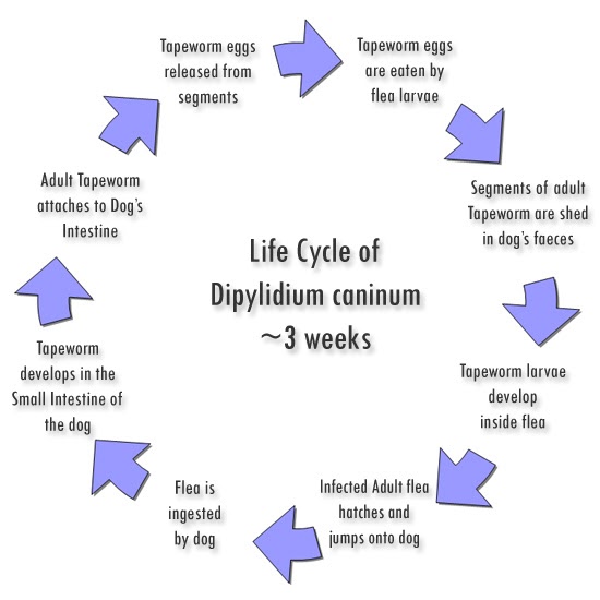 Worms in Dogs with Dr Caroline Tapeworm Lifecycle (Dipylidium Caninum)