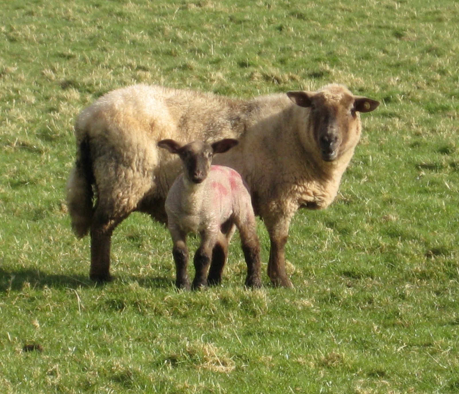 [the+first+lamb+of+2008.jpg]