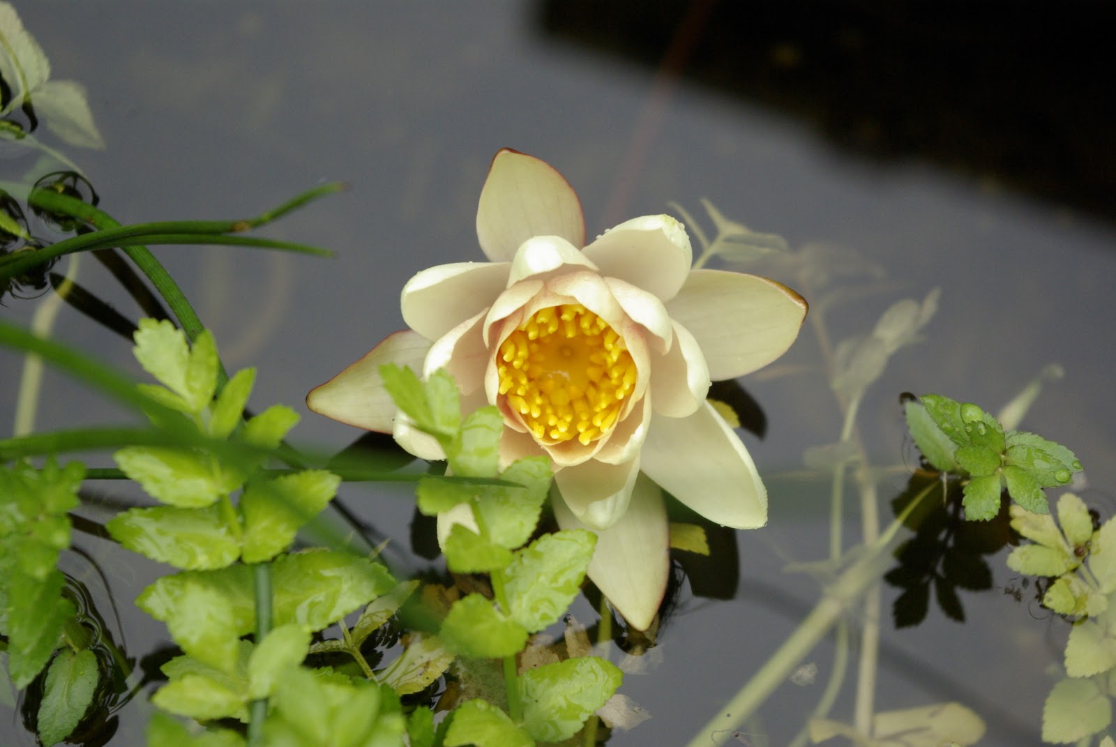 Edible Urban Garden First water lily flower!