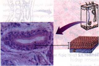 Minnie Shop: Jaringan Hewan