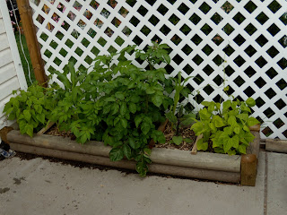 An Avenue Homesteader: Creative Ideas for Small Gardens or Busy Gardeners