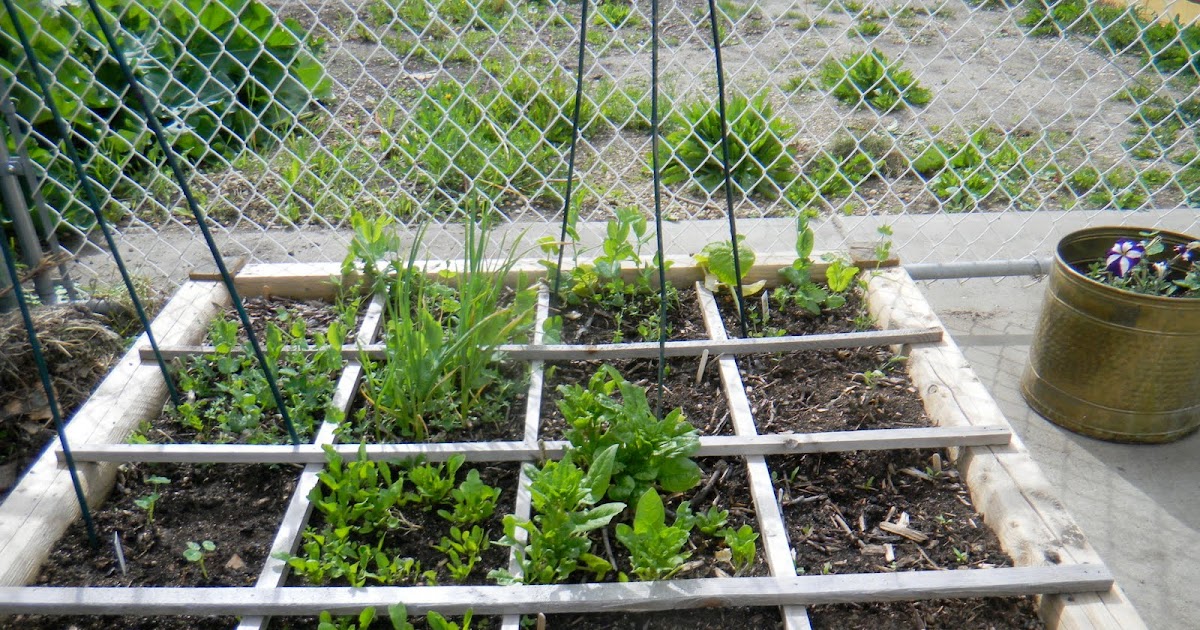 An Avenue Homesteader: An Update- Square Foot Gardening in Edmonton's