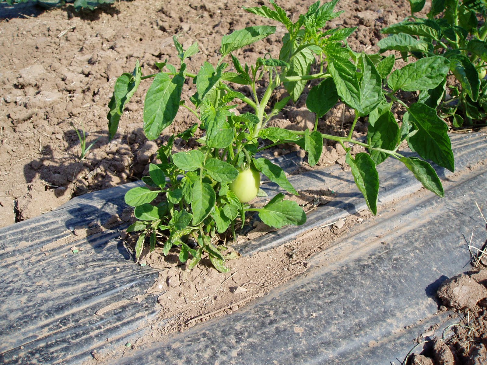 [Tomatera+02.JPG]