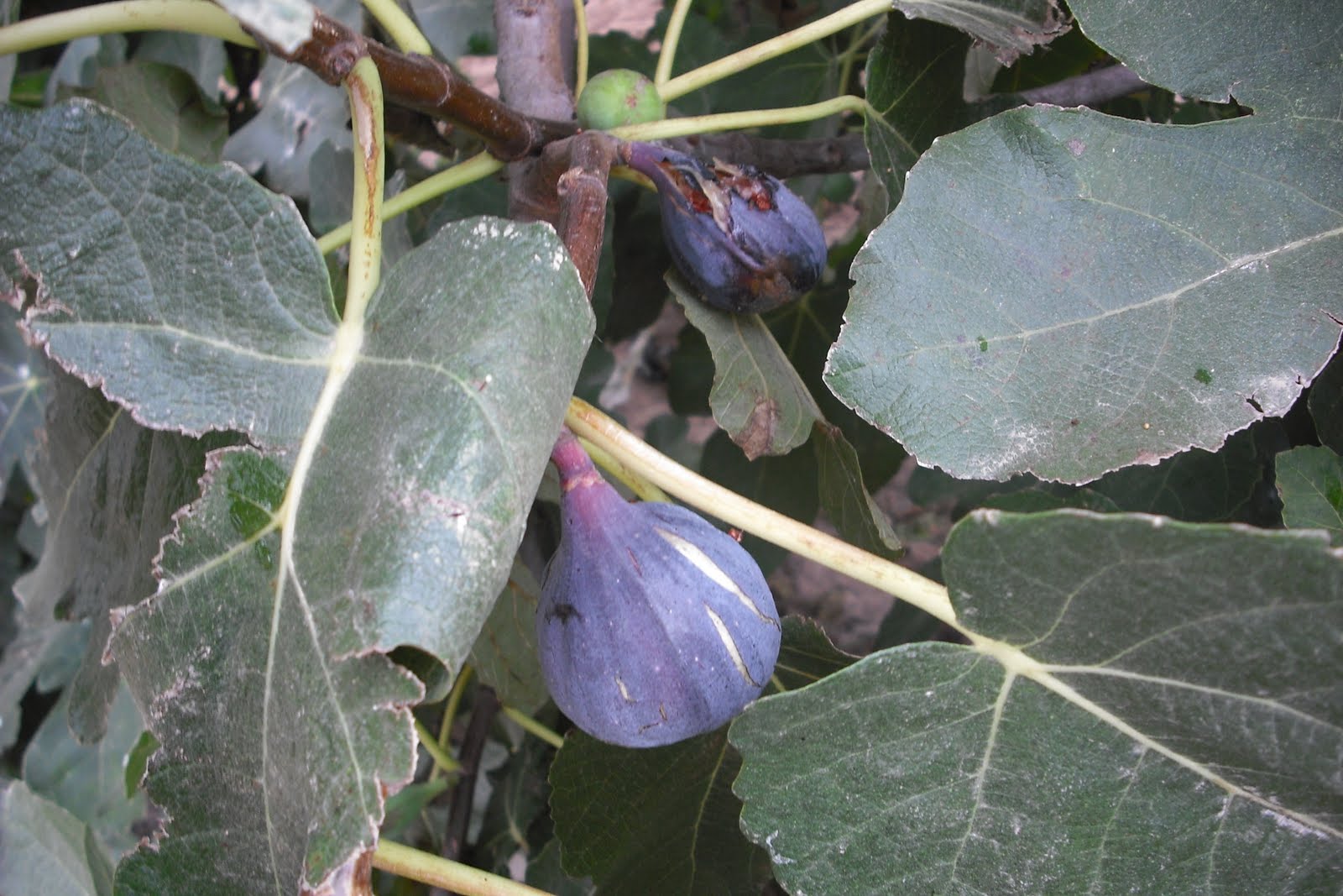 [Figues+03.jpg]