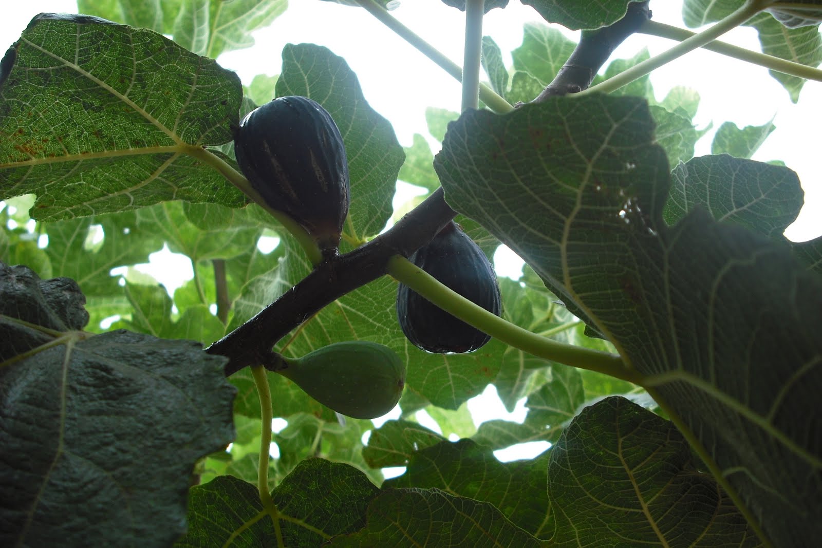 [Figues+01.jpg]
